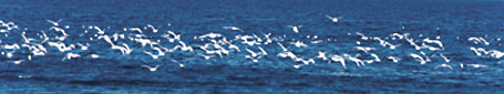 1.1b_birds.jpg