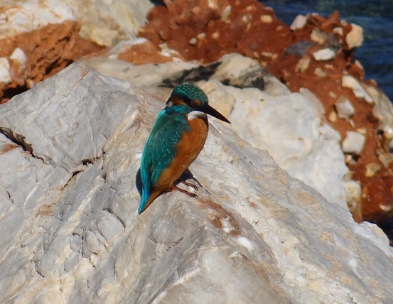 ALKIONA2013.jpg ALKIONA2013.jpg