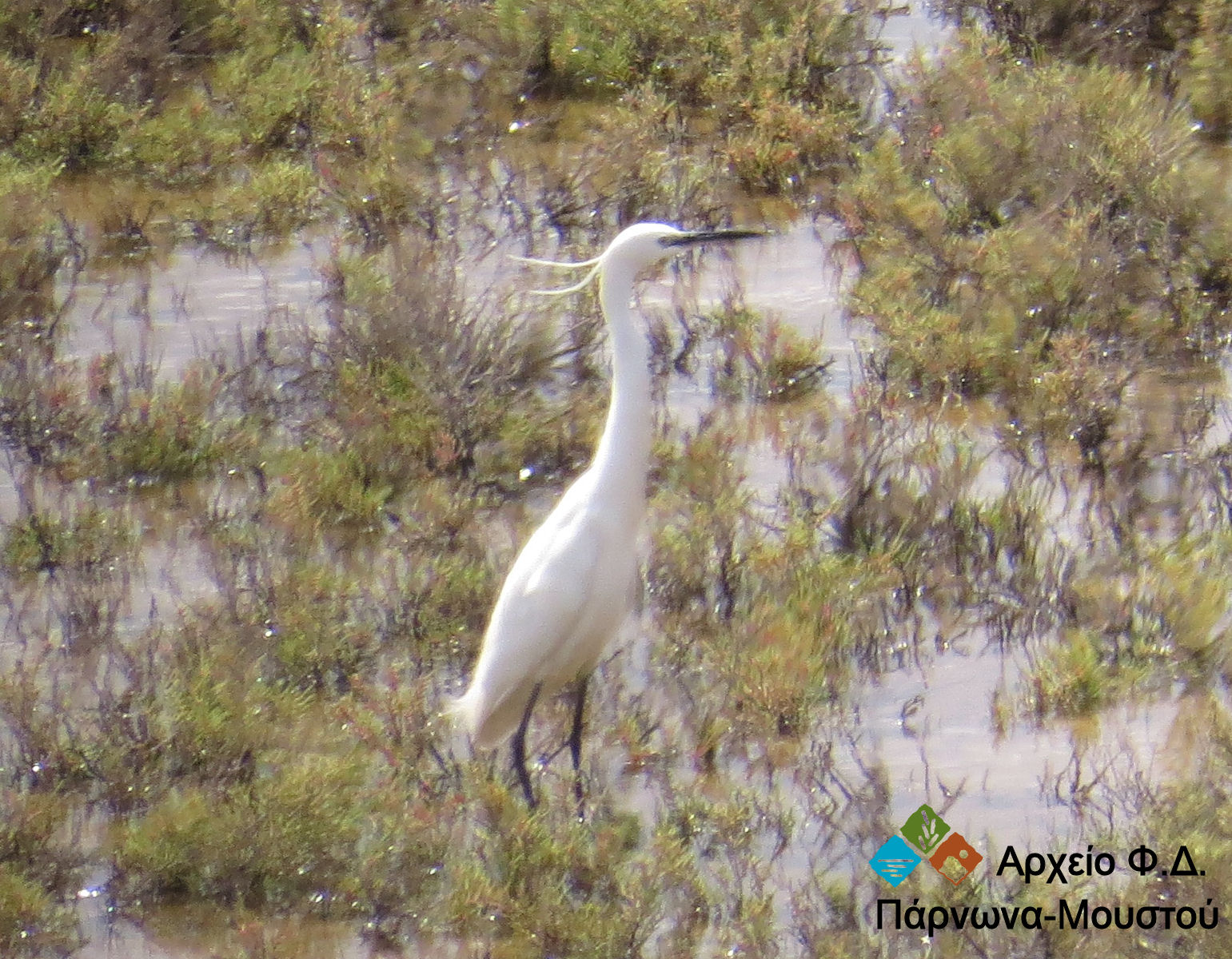 Ergretta garzetta.jpg Ergretta garzetta.jpg