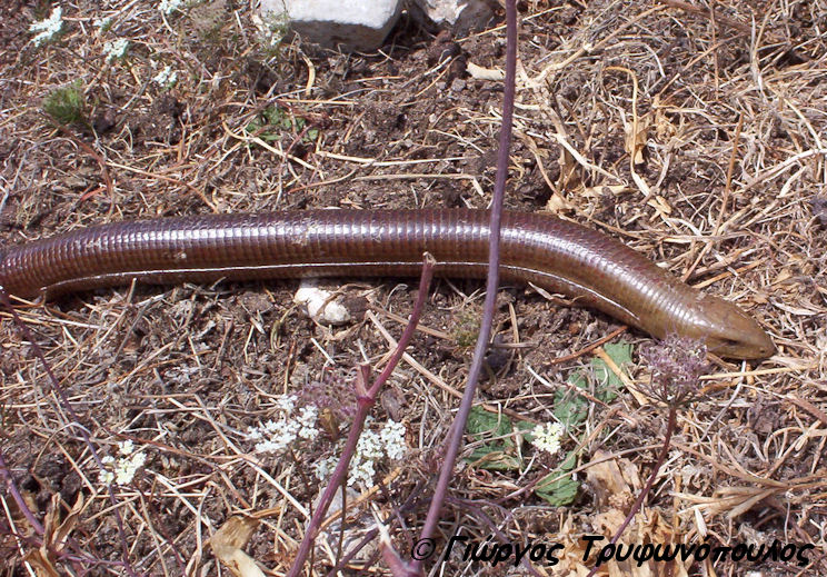 FIDOSAURA2014.jpg FIDOSAURA2014.jpg