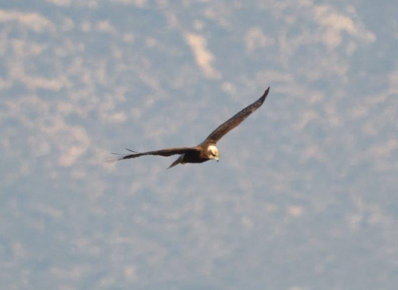 KALAMOKIRKOS.jpg KALAMOKIRKOS.jpg