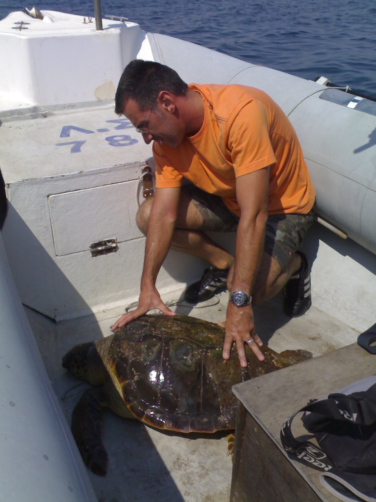 Thalassia chelona.jpg