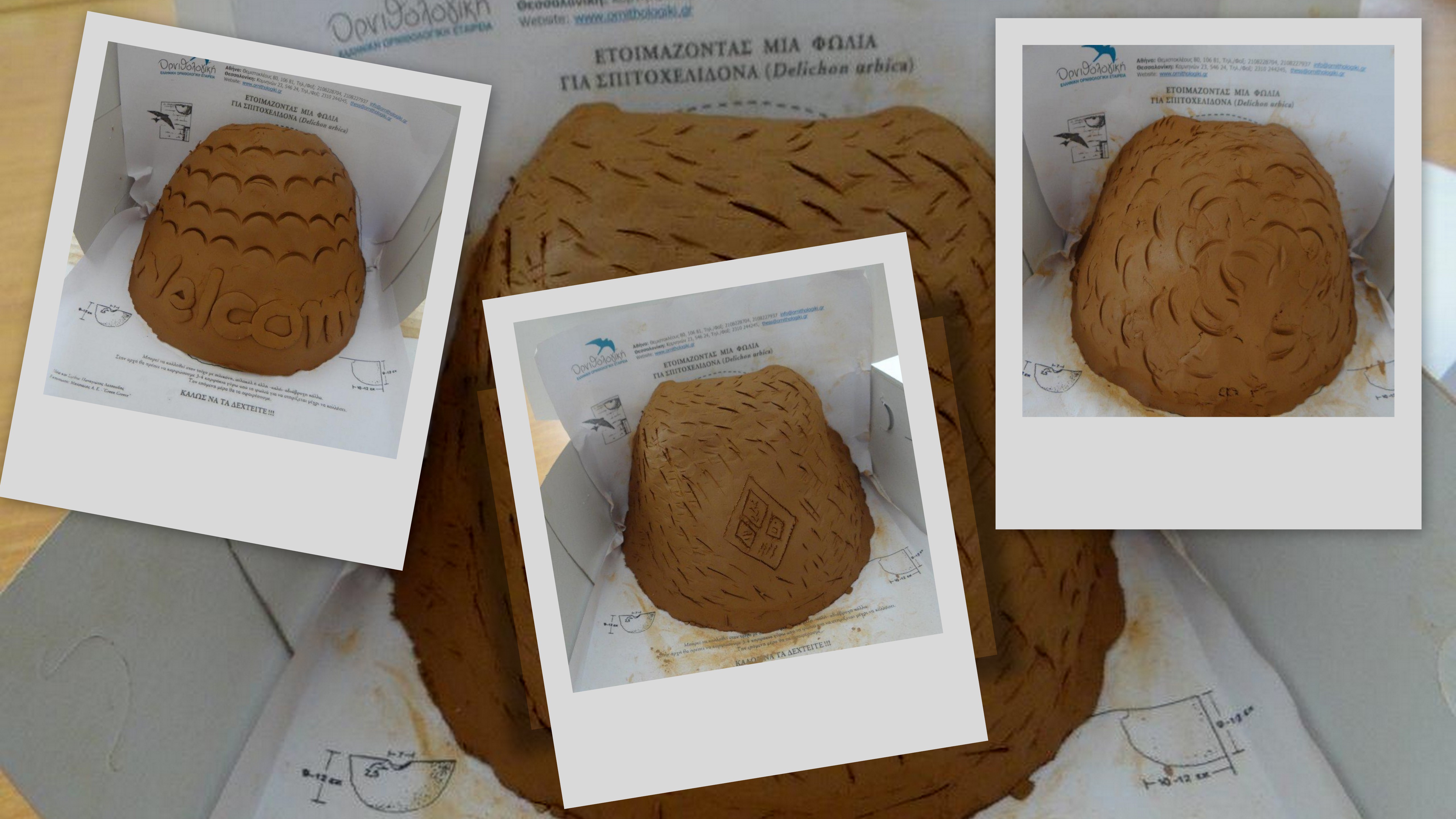 Xelidonofolia_FD.jpg Xelidonofolia_FD.jpg