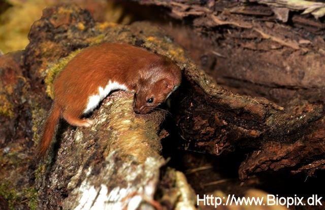 mustela-nivalis_sml.jpg mustela-nivalis_sml.jpg