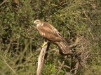 Buteo buteo