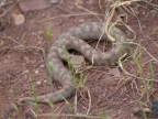 Vipera ammodytes