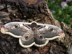 Saturnia pyri