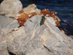 Alcedo atthis