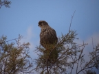 Falco tinnunculus