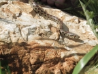 Zamenis situlus