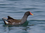 Gallinula chloropus