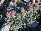 Astragalus agraniotii