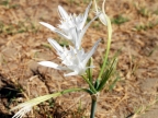 Pancratium maritimum