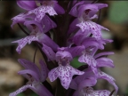 Dactylorhiza saccifera, Peloponnese Dactylorhiza saccifera, Peloponnese