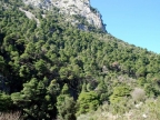 Pinus halepensis Pinus halepensis
