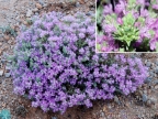 Thymus laconicus Thymus laconicus