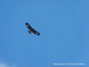 Aquila chrysaetus_1