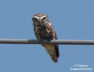 Athene noctua