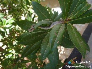 Hierophis  gemonensis