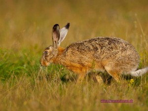 Lepus europaeus