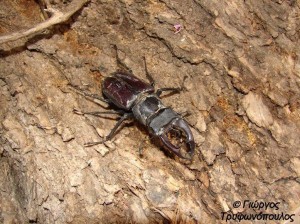 Lucanus cervus