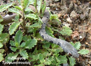 Platyceps najadum