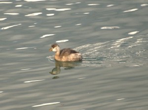 Tachybaptus ruficollis