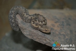 Vipera ammodytes