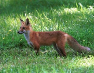 Vulpes vulpes