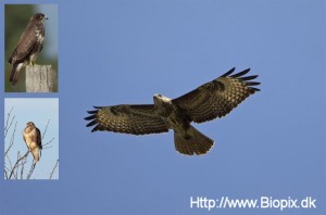 buteo-buteo 2