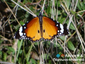 danaus