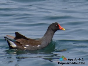 gallinula chloropus