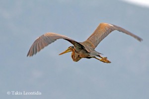 Ardea purpurea1