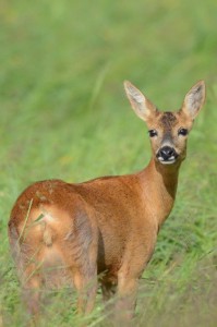 Capreolus capreolus