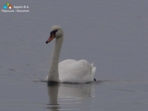 Eurobirdwatch at Moustos (4)