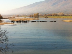 Λίμνη Κερκίνης (1)