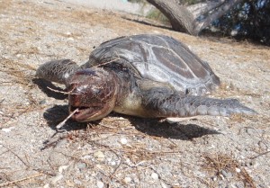 Πράσινη θαλασσοχελώνα (2)