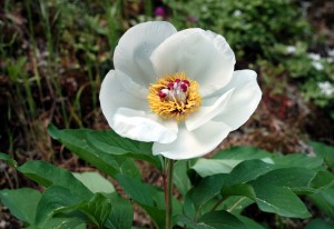 Paeonia photo