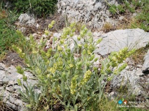 Sideritis clandestina