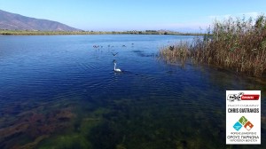 Eurobirdwatch_2015_Moustos_Giatrakos-Hexateam (4)