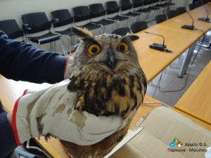 bubo-bubo_par-astros_2016