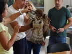 10.9.2014 Circaetus gallicus