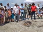 11.6.2015 Epanentaxi caretta caretta