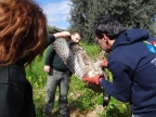 4.3.2015 Buteo buteo