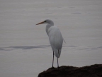 Ardea alba