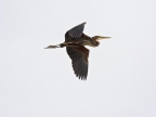 Ardea purpurea