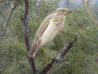 Ardeola ralloides