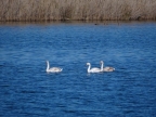 Cygnus olor