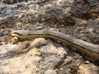 Elaphe quatuorlineata