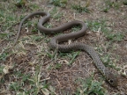 Hierophis gemonensis